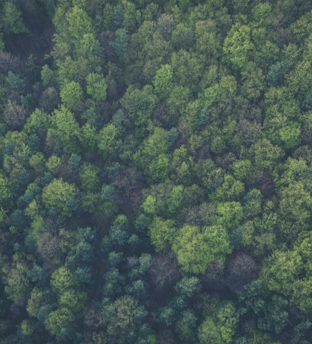 Aeriel view of the forest