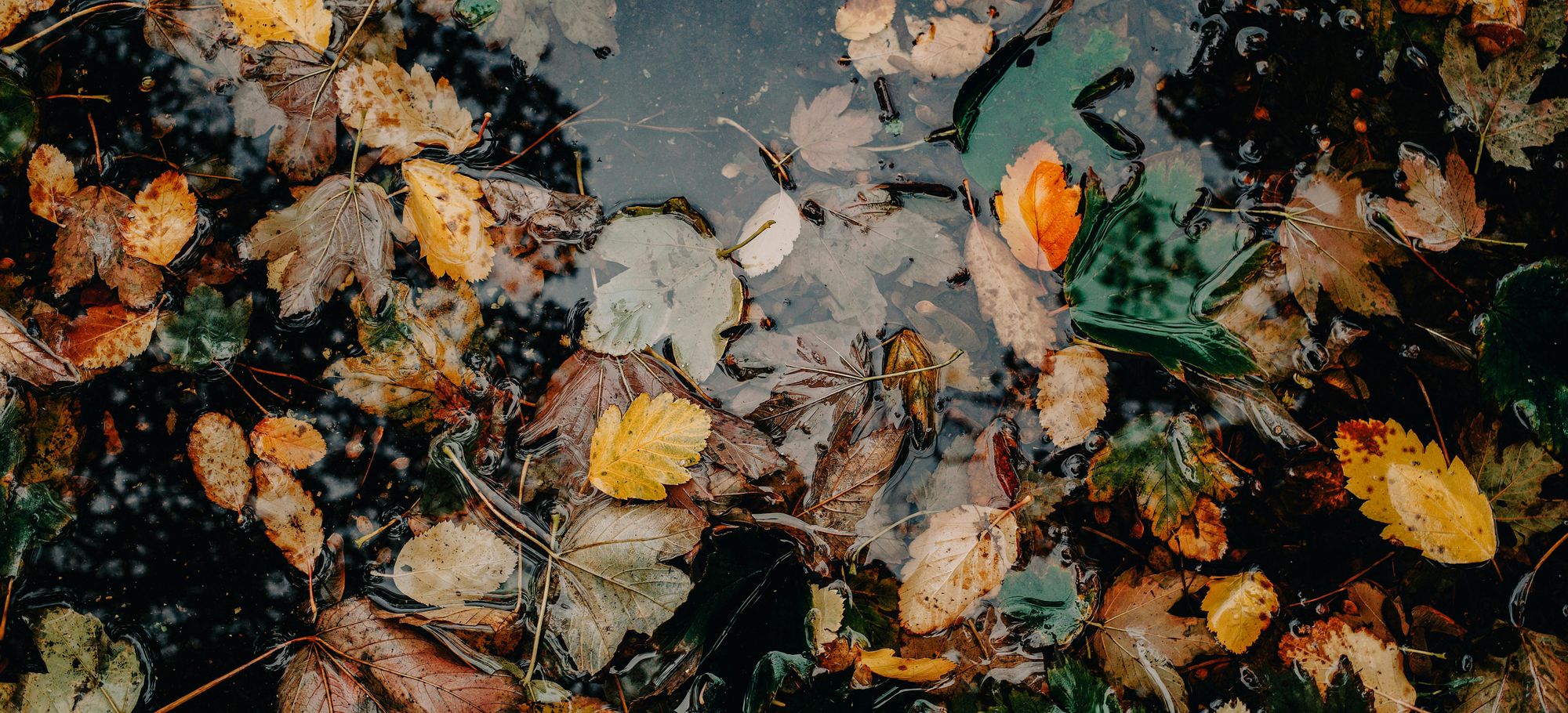 Autumn leaves in water