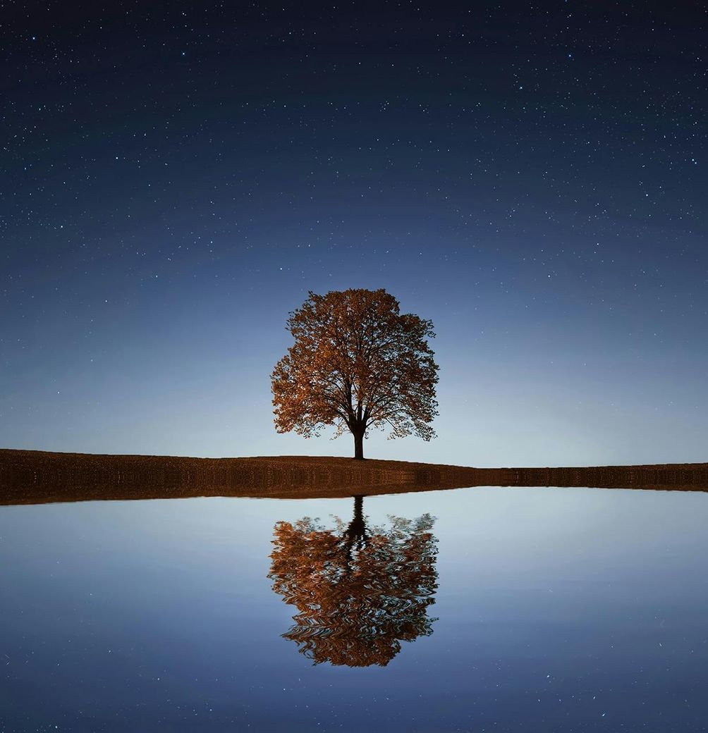 Tree on a lake