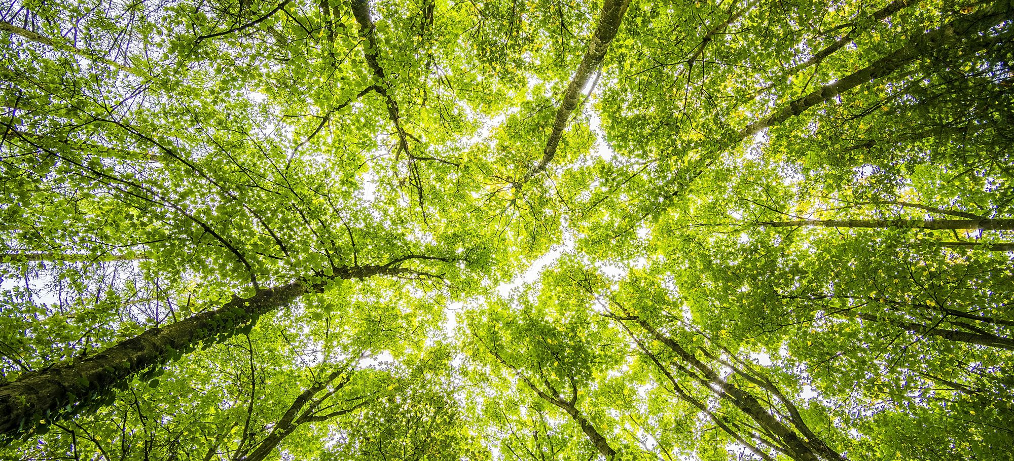 View of tree canopy from below